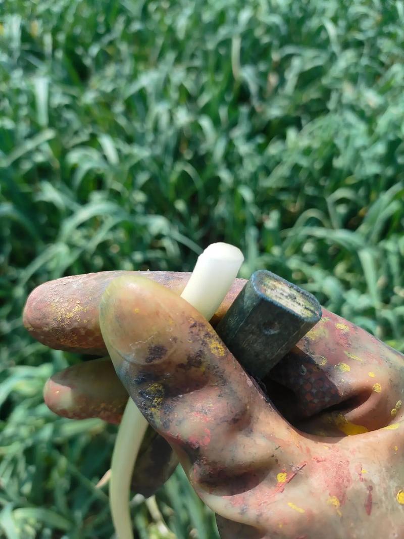 綠色農(nóng)副產(chǎn)品 一份耕耘不一定一份收獲 ,這樣好的苗價(jià)格低的沒 - 抖音